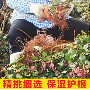 玫瑰花苗老桩月季