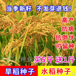 水稻种子家用高产优质水稻种孑旱稻种籽子东北大米糯米香稻子包邮