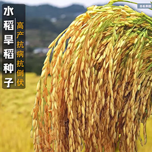 直播旱稻种子 临旱1号黄华占水稻种籽香米谷圆粒长粒珍珠米种孑