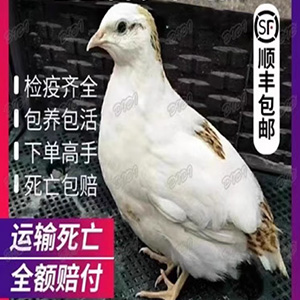 白沙维鹌鹑活体天天产蛋繁殖鹌鹑鸟活物阳台饲养宠物黄羽鹌鹑活苗