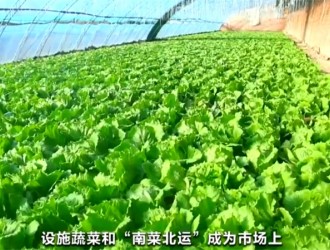 春节期间蔬菜市场呈现供销两旺态势 居民“菜篮子”货足价稳